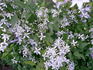 flammula clematis photo
