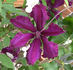 Honora clematis photo
