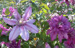 Walter Pennell clematis photo