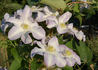Yukikomachi clematis photo
