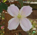 C. montana 'Superba' clematis photo