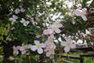 C. montana 'Superba' clematis photo