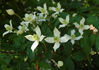 C. montana wilsonii clematis photo