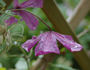 Kaaru clematis photo