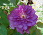 Walter Pennell clematis photo