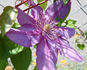 Walter Pennell clematis photo