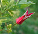 Princess of Wales clematis photo
