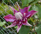Walter Pennell clematis photo
