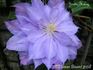 Yvette Houry clematis photo