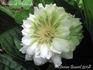 Duchess of Edinburgh clematis photo