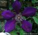 Gipsy Queen clematis photo