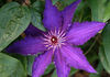 Marie Louise Jensen clematis photo
