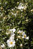 Venice rose photo