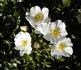 Venice rose photo