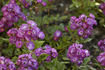Violetta rose photo
