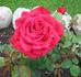 Burgund rose photo