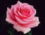 Ultimate Pink ™ rose photo