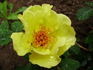 Tibet-Rose rose photo