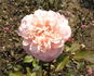 Minna rose photo