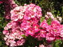 Česká pohádka rose photo