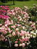 Maman Turbat rose photo