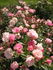 Maman Turbat rose photo