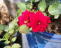 My Valentine ™ rose photo
