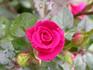 Aristocrat ™ rose photo