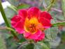 Why Not rose photo