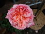 Apricot Sensation rose photo