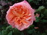 Apricot Sensation rose photo