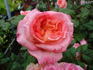 Apricot Sensation rose photo