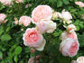 Björn Boy rose photo