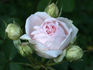 Björn Boy rose photo