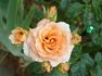 Apricot rose photo