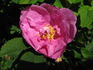 Tetonkaha rose photo
