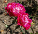 Général Labutère rose photo