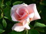 Summer Lady ® rose photo
