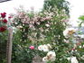 Rosenholm ™ rose photo