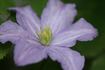 Prince Charles clematis photo