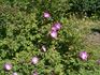 Albertan rose photo