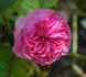 Scipion Cochet rose photo