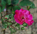 Eternité rose photo