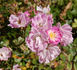 Madeleine Orosdy rose photo