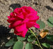 Madame Virgilio Pirola rose photo