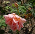 Madame J.B. Croibier rose photo