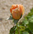 Madame J.B. Croibier rose photo