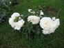 White Meillandina rose photo