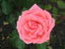 Papillon Rose rose photo
