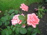Papillon Rose rose photo